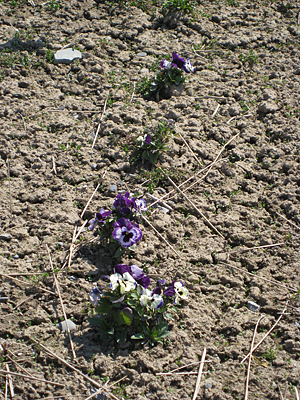 pansy unmulched